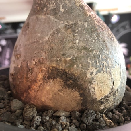 packypodium  gracilius《L size》希少‼︎驚愕球体+現地焼け※現地球発根済株※愛くるしさ100%かわいさ満点の激丸グラキ※mad black bowl pot植え