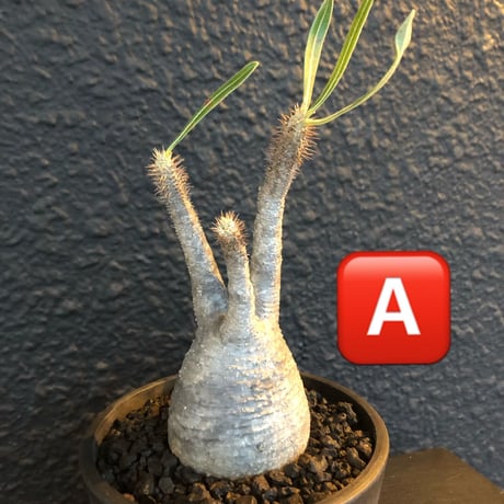 packypodium   gracilius《S size》
