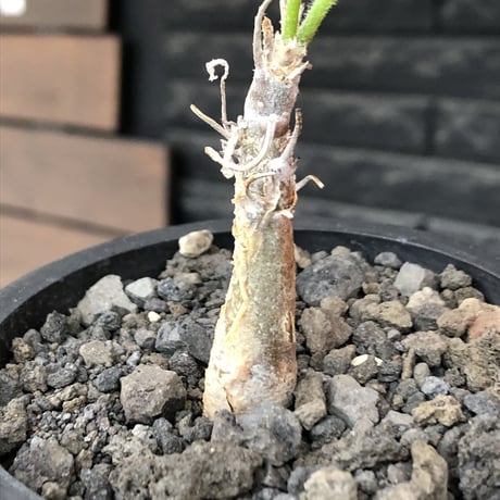 sesamothamnus rivae《大きめS size》※現地球株発根済※小振り現地球株は逆に珍しく小さくても味深さ強き表皮のメクれが堪らない一株※mad black pot植え