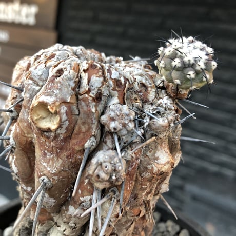 copiapoa cinerea 黒王丸《M size》※現地球発根後店主国内管理21年株※極上‼︎全身から生命力感じる木質ミイラ化した極上株※mad black bowl pot植え