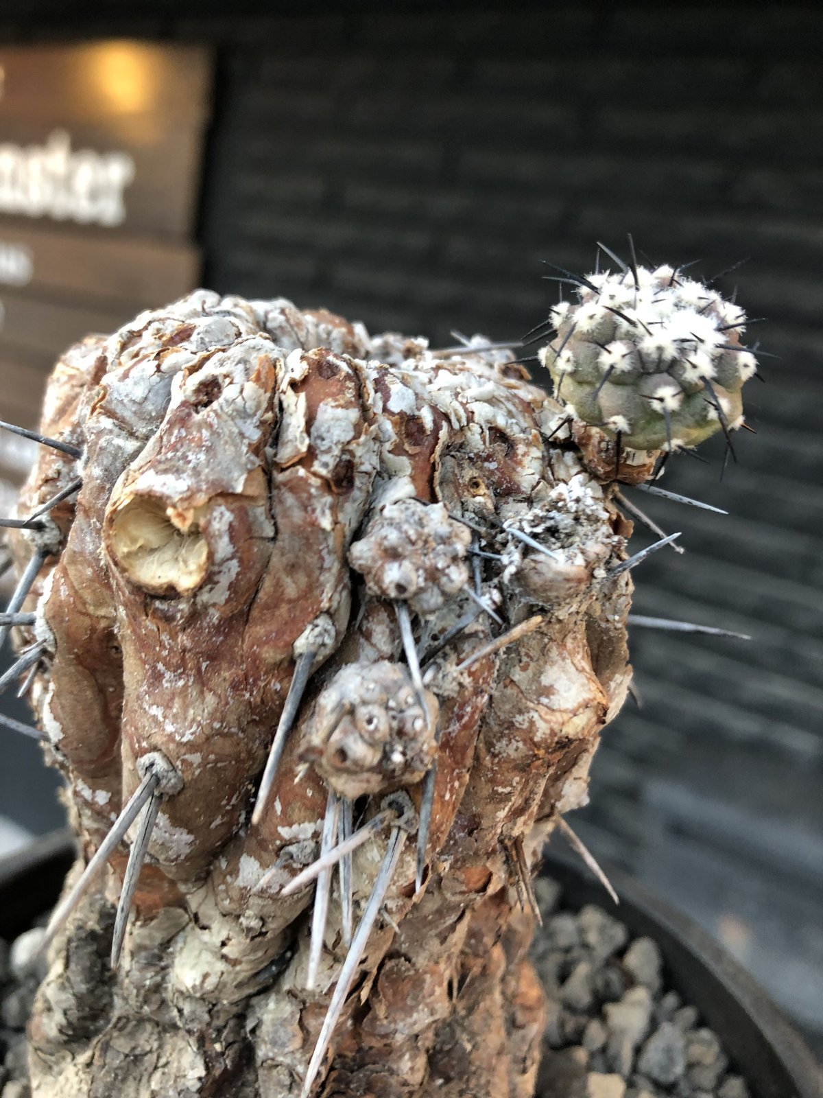 copiapoa cinerea 黒王丸《M size》※現地球発根後店主国内管理21 copiapoa cinerea 黒王丸《M size》※現地球発根後店主国内管理21