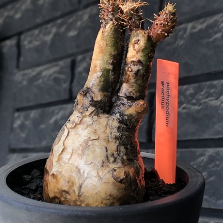 pachypodium gracilius《大きめS size》極‼︎現地焼け肌※現地球発根後店主国内管理3年株※激しすぎる荒々しい現地焼け肌がとびきり魅力※mad black pot植え