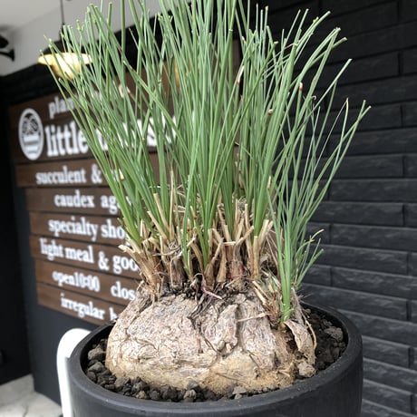 calibanus hookeri《L L size》※現地球発根後店主国内管理6年株※大変bigな良樹形且つ荒々しいwild肌質な男前フーケリー‼︎※mad black bowl pot植え