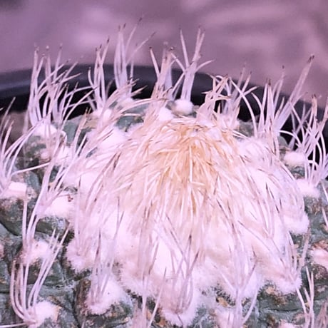 strombocactus 白棘菊水《大きめM size》激希少‼︎現地球発根済株※店主国内管理12年株※激希少株の上、極美白棘菊水‼︎堪らない唯一無二感※mad black bowl pot植え
