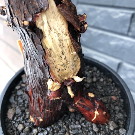 mestoklema  tuberosum《L size》※現地球発根後店主国内管理4年株※味深き朽ちくメクれ&より赤肌強き極太株元‼︎冬季も動く唯一無二な希少灌木※mad black pot植え