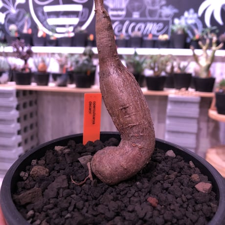 opercullicarya   decaryi  littmon  seed🌱  《5年株》mad  black  pot植え （限定1株）※当店実生デカリー最高株元size‼︎