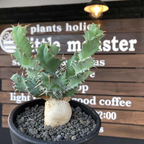 ユーフォルビアトルチラマ | STORES 