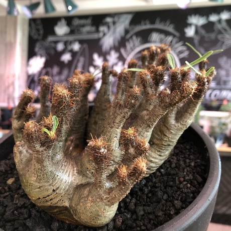 premium pachypodium gracilius 7he'd株※現地球発根済株※店主国内管理3年株※群生株と称しても過言でない程エグく‼︎渾身の一株※mad black bowl pot植え