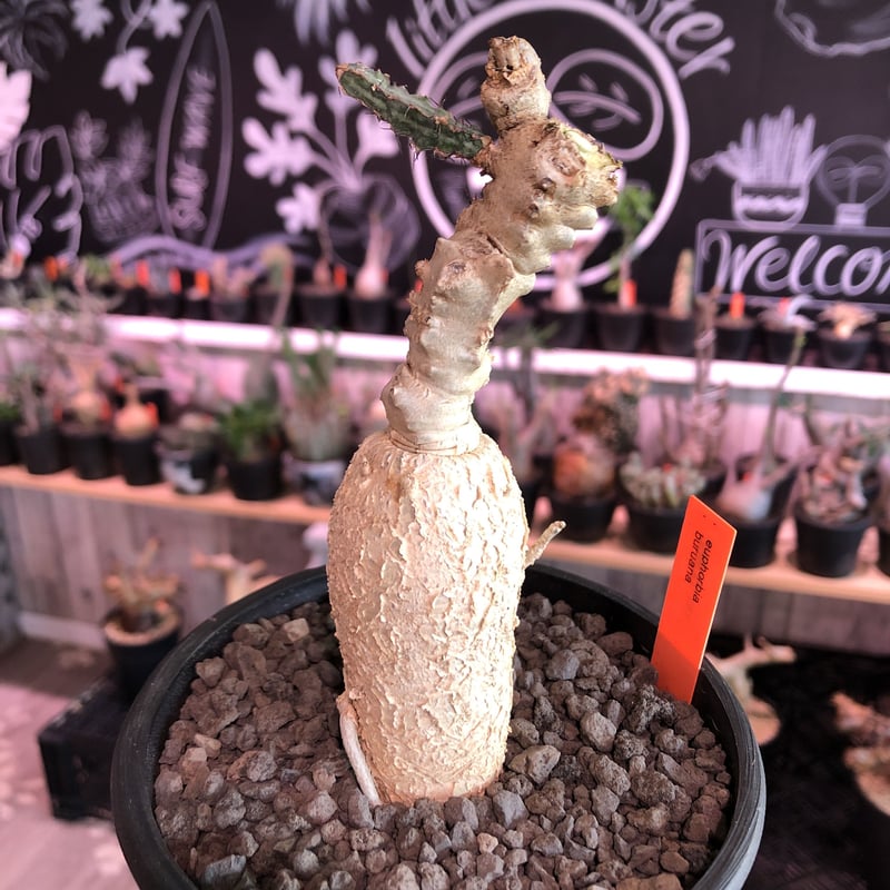 ユーフォルビア・ブルアナ（Euphorbia buruana）　希少 ユーフォルビア・ブルアナ（Euphorbia buruana） 希少 - メルカリ