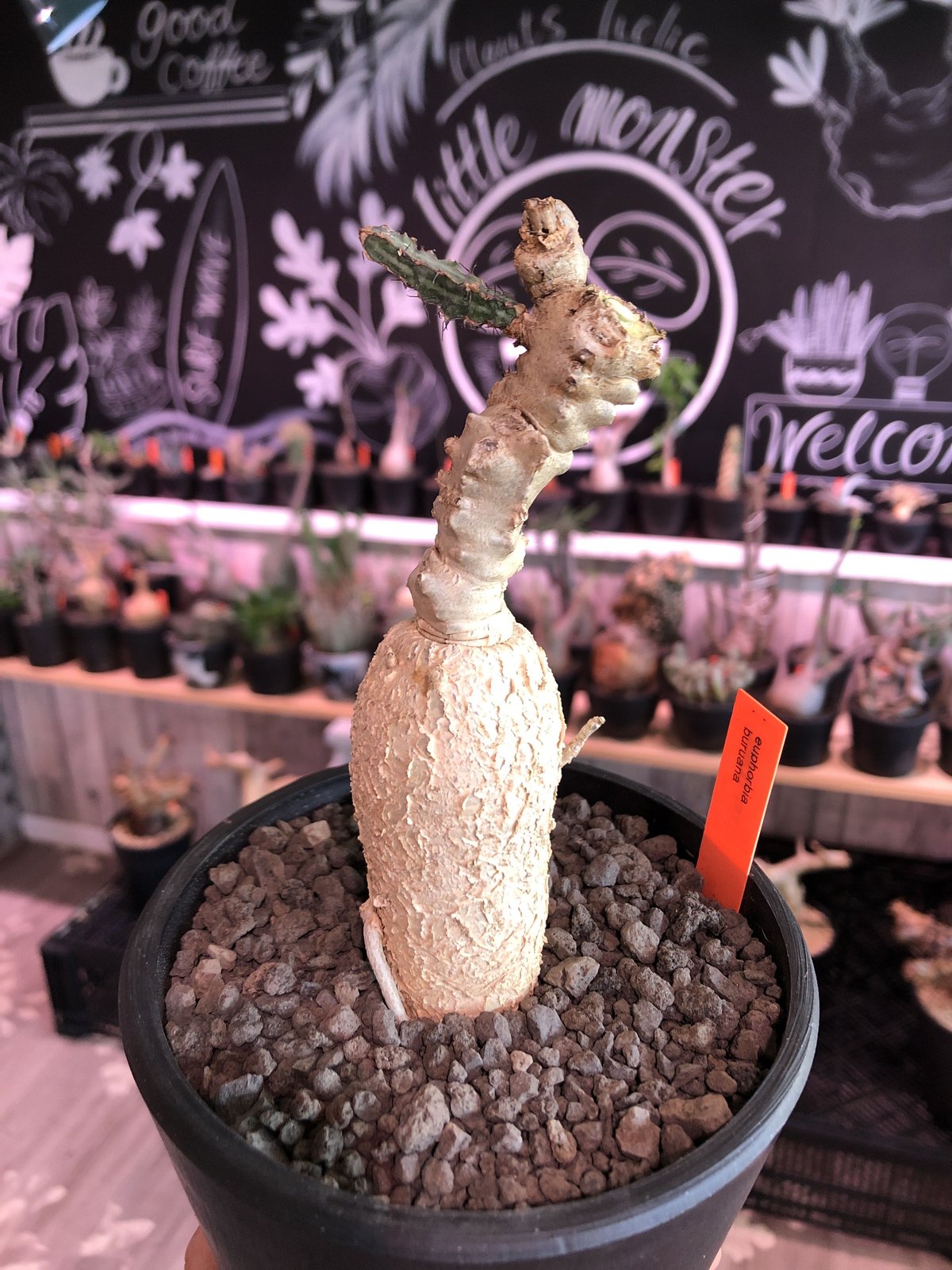 ユーフォルビア・ブルアナ（Euphorbia buruana）　希少 ユーフォルビア・ブルアナ（Euphorbia buruana） 希少 ユーフォルビア