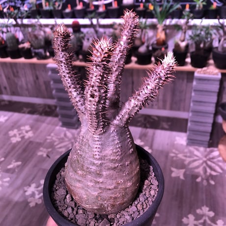 packypodium  gracilius《M  size》※現地球発根済株‼︎※四つ枝で大変balance良き株のぼってり感も主張された選抜株‼︎手乗りサイズ‼︎※mad black pot植え