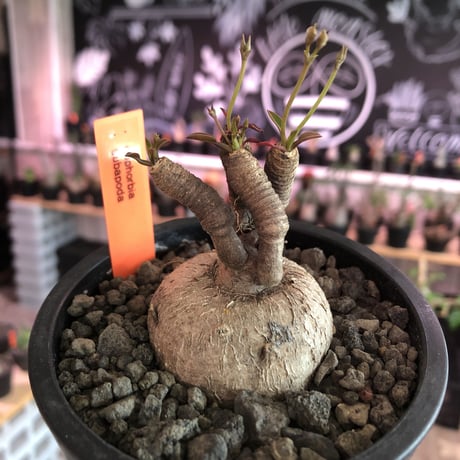 euphorbia subapoda《M size》※大変人気なユーフォルビア‼︎ススをまとった様なmad感な肌質と拘りの樹形&枝数4本と多き良株※mad  black pot植え
