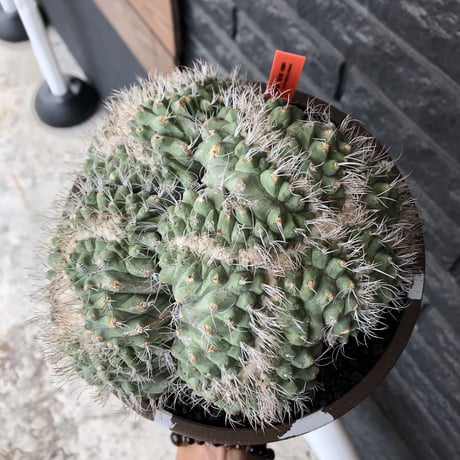 strombocactus 白棘菊水綴化群生《XL size》驚愕激希少‼️現地球発根後店主国内管理17年株※力強く美しい渾身のcollection株※brown marble bowl pot植え