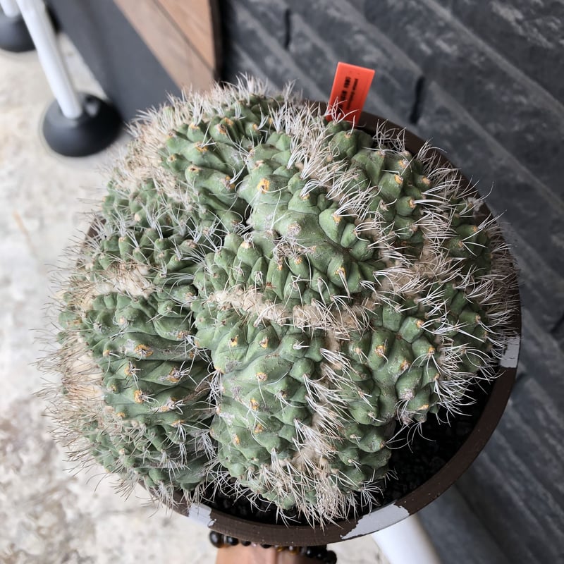 strombocactus 白棘菊水綴化群生《XL size》驚愕激希少‼️現地球 strombocactus 白棘菊水綴化群生《XL size》驚愕激希少‼️現地球