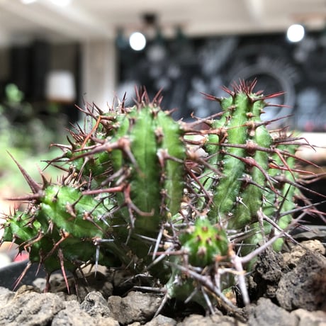 euphorbia golisana《M size》※現地球株発根済※木質化した極太主頭から伸びる良枝振りとコントラストが美しく厳つい棘々しさも堪らない‼︎※black bowl pot植え