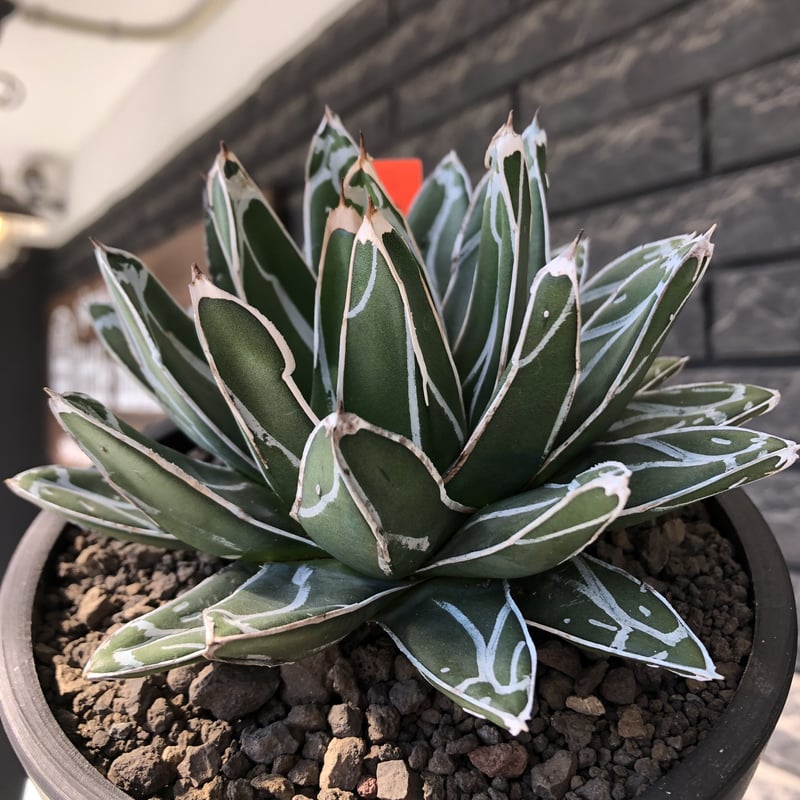 agave 笹の雪《小さめL size》※現地球発根後店主国内管理3年株※締まり