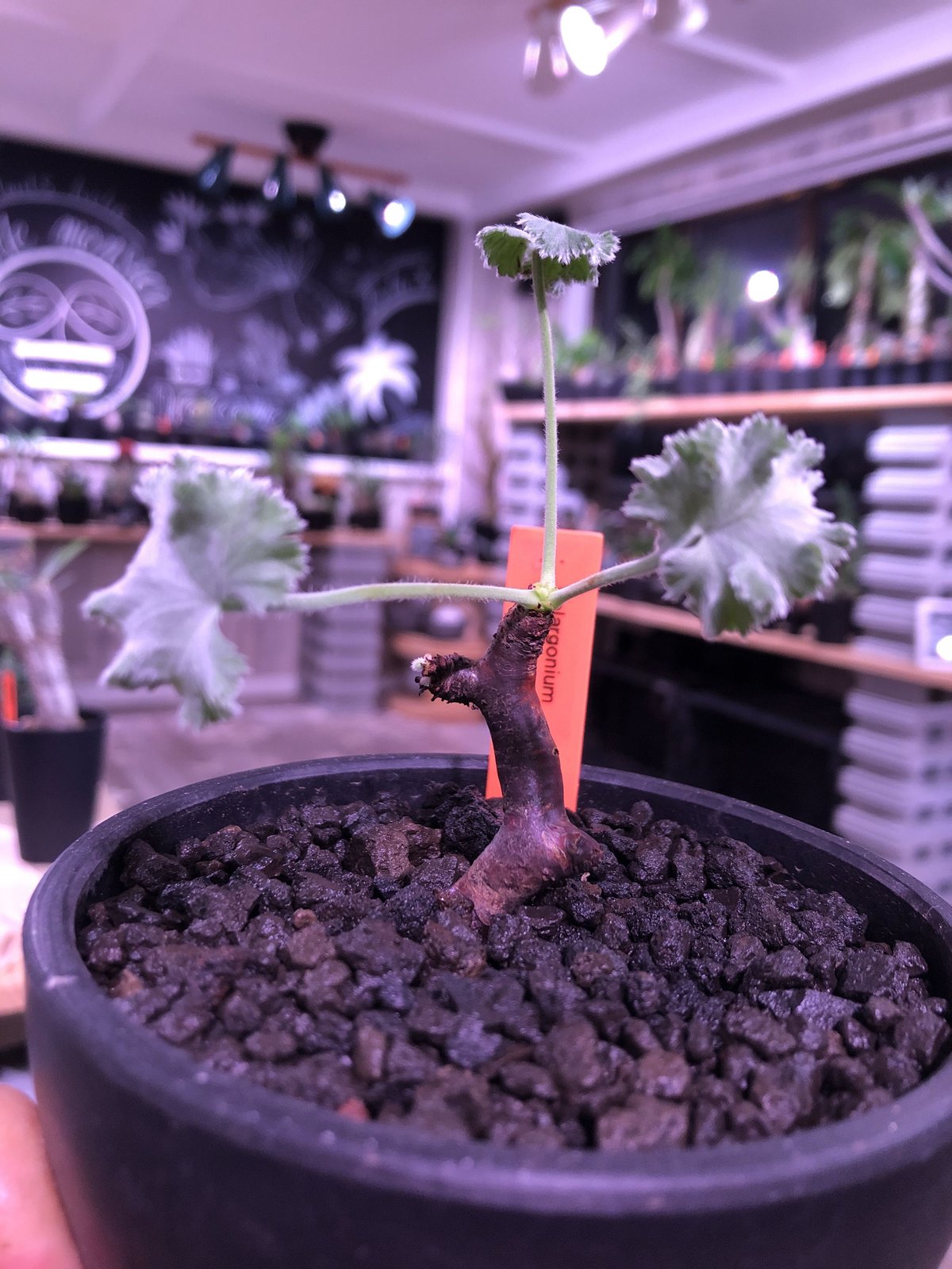 ペラルゴニウム・ミラビレ（Pelargonium mirabile）新芽展開中