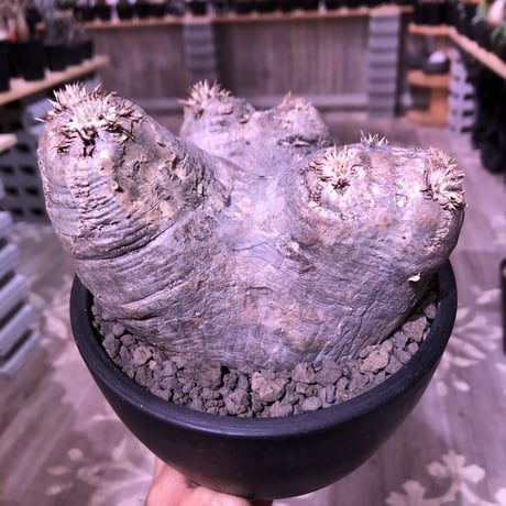packypodium   roslatum var. eburneum（M size）※現地球発根済※店主管理4年株‼︎※ぼってり枝先まで丸く可愛いエブレ※mad black bowl pot植え