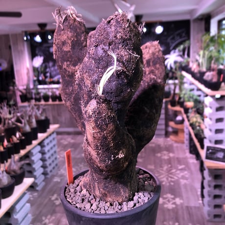 xerophyta  trichophylla《L size》※最強靭株‼︎再来‼︎　限定1株　※mad black pot植え