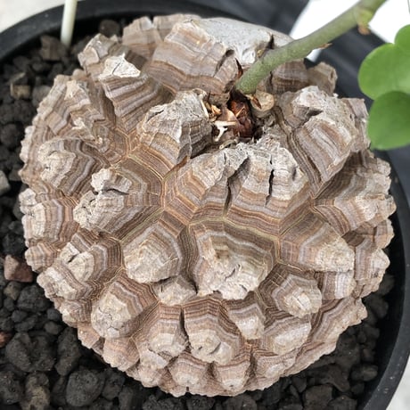 dioscorea elephantipes アフリカ亀甲竜《大きめL size》※今後輸入が厳しい南アフリカ物‼︎現地球らしい彫深き立体樹形に最高球体美樹形※mad black bowl pot植え
