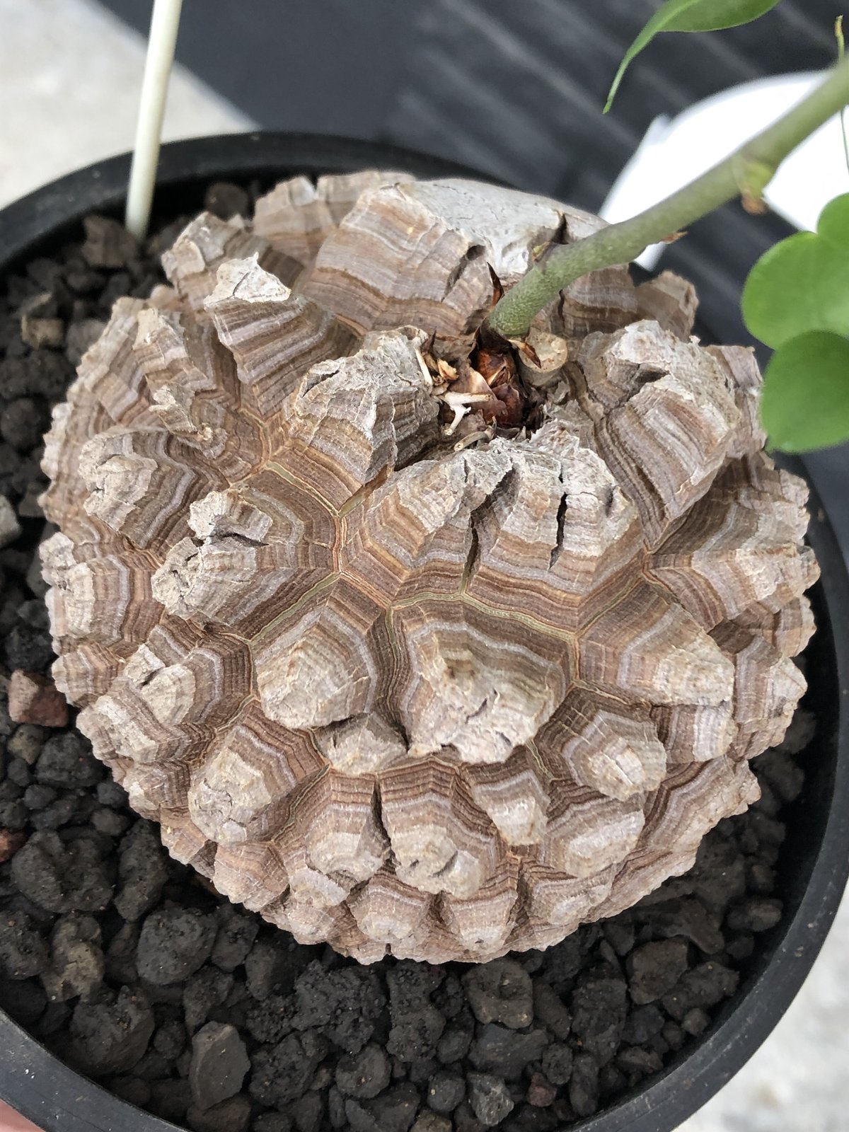 dioscorea elephantipes アフリカ亀甲竜《大きめL size》※今後 dioscorea elephantipes アフリカ亀甲竜《大きめL size》※今後