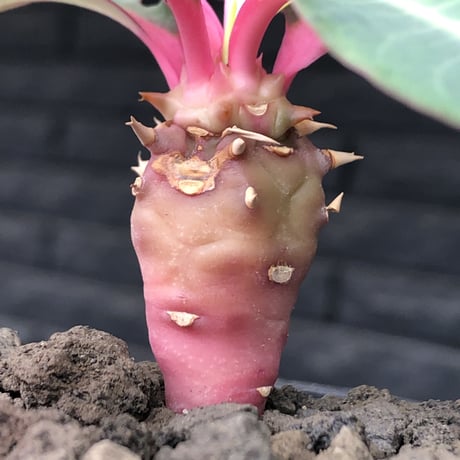 euphorbia viguieri《S size》※現地球株発根済※小振りでピンクカラーが可愛すぎる一株‼︎※mad black pot植え