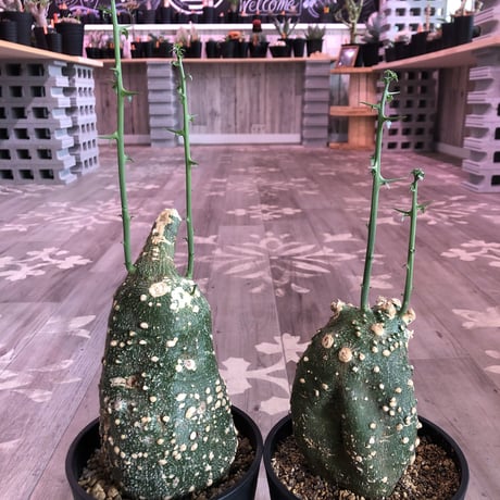 adenia   globosa《M  size》