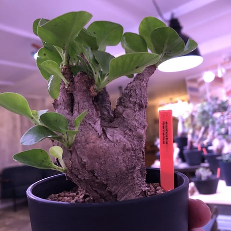 euphorbia  itremensis《M size》コンパクトにまとまったイトレ‼︎味のある表皮のひび割れに力強さを感じる1株‼︎