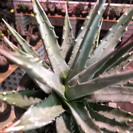 agave    utaensis  var, eborispina《大きめM size》※発根済株※良balance＆美しいエボリスピナ※陶器鉢植え
