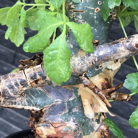 commiphora  holtziana《LL size》極太株※現地球発根後店主国内管理4年株※極太幹&weight低きwildな装い※tall pot植え