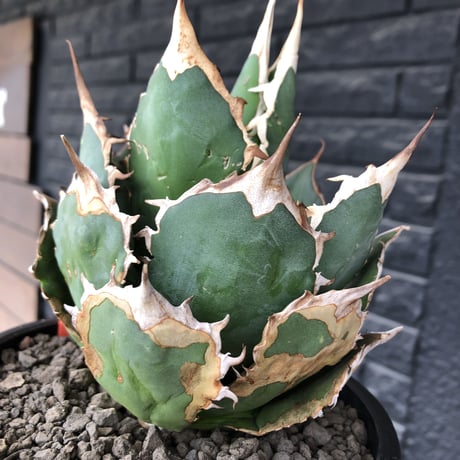 agave  titanota《大きめM size》※現地球発根後店主国内管理1年株※極締まり良き最高樹形な選抜株‼︎※mad black bowl pot植え