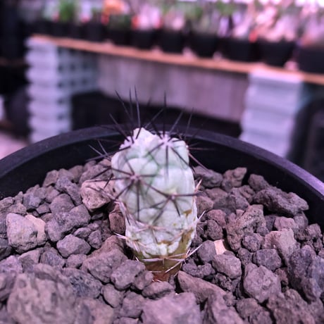 ortegocactus   macdougallii《S size》希少※現地球カキ仔自根株※薄水色肌極美株‼︎※mad black pot植え
