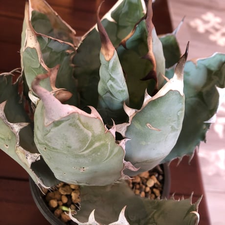 agave      titanota