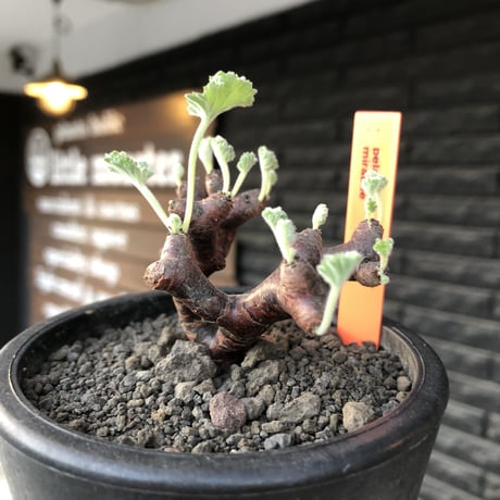 pelargonium  mirabile《大きめS size》※現地球店主国内管理4年株※愛おしく堪らない冬型の人気者‼︎weight低く良枝振り※mad black pot植え