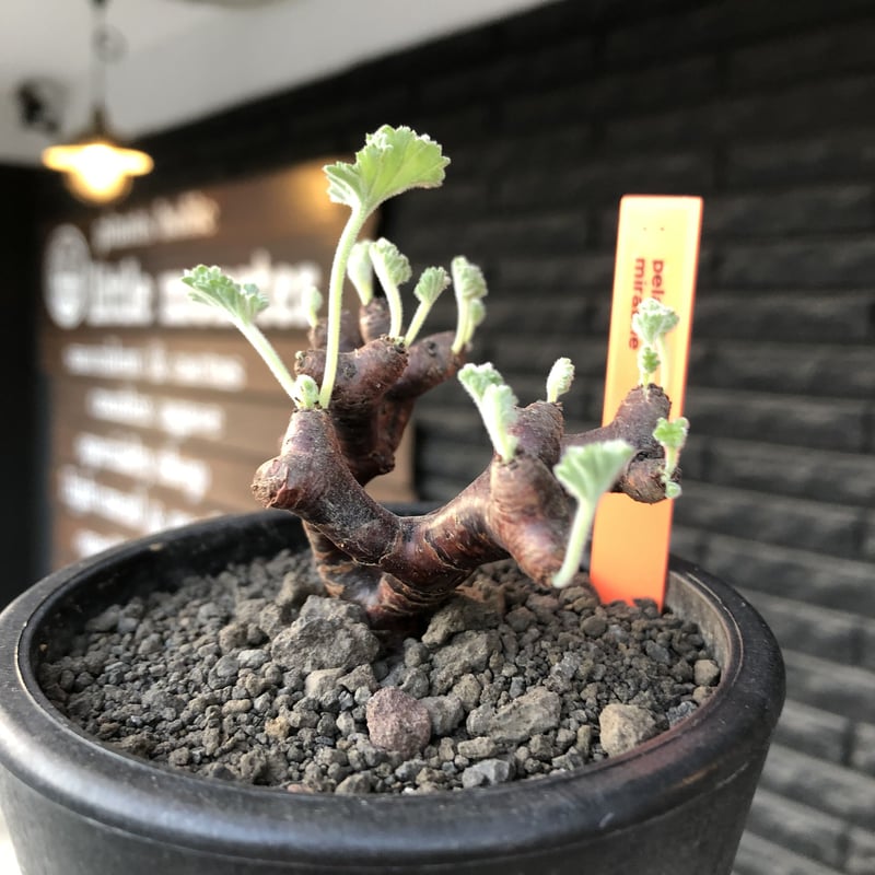 pelargonium mirabile《大きめS size》※現地球店主国内管理4年株