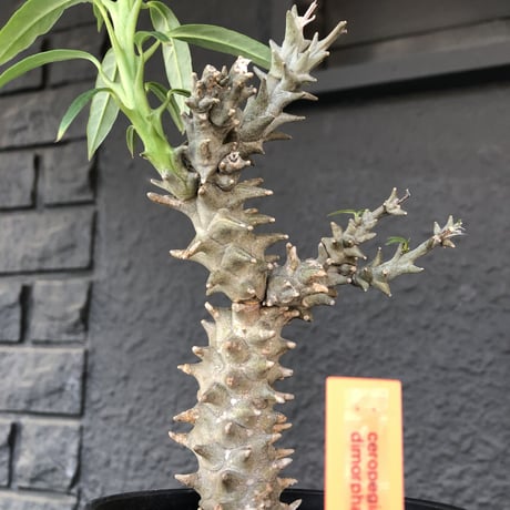 ceropegia   dimorpha《M size》