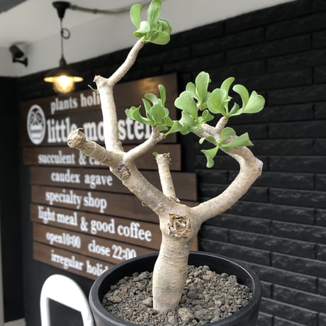 othonna furcata《M size》極白肌&極太幹株※現地球発根後店主国内管理3年株※極美白肌且つ小振りで丁度良きサイズ感※mad black pot植え