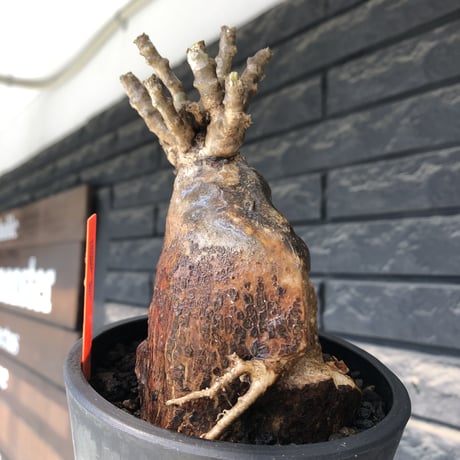 pachypodium bispinosum 《大きめM size》極希少‼︎激エグれ株※現地球発根後店主国内管理5年株※両A面な激しいエグれ生き様強き一株※mad black pot植え