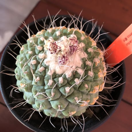 strombocactus  菊水《L size》bigで木質化した一部を持つ球体バランス良き菊水‼︎
