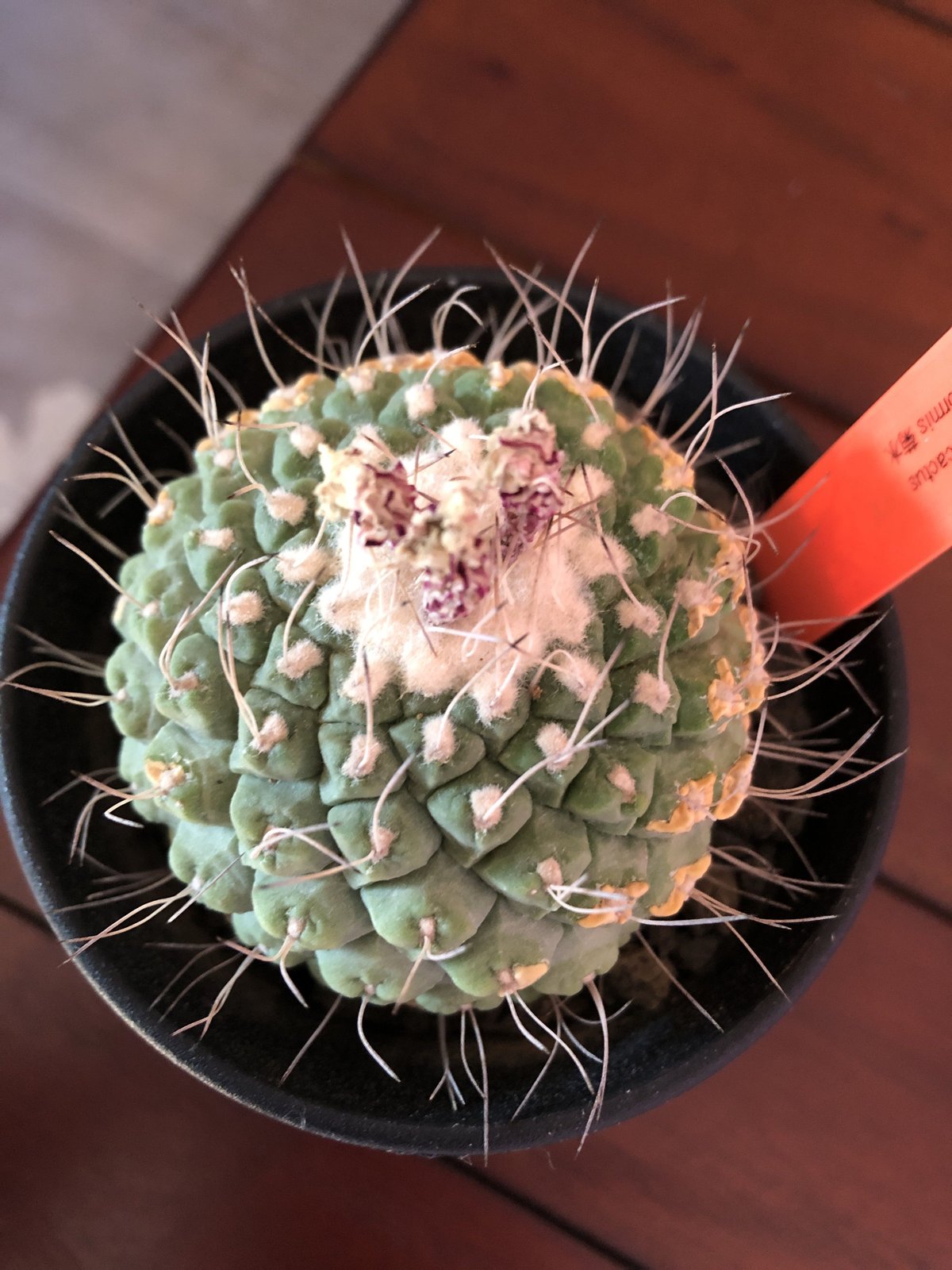 ストロンボカクタス菊水超扁平株