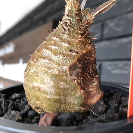 pachypodium gracilius《大きめS size》※希少赤肌&green肌＆球体株※現地球発根後店主国内管理2年株※短枝ツートンカラーが堪らない※mad black pot植え