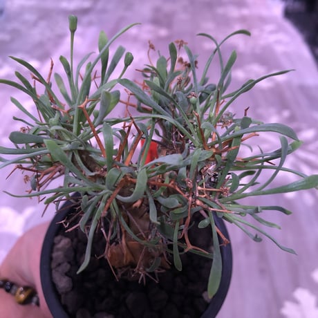 othonna   euphorbioides《M size》※幹上がり仕立てのバランス良き美株‼︎ ※mad black pot植え