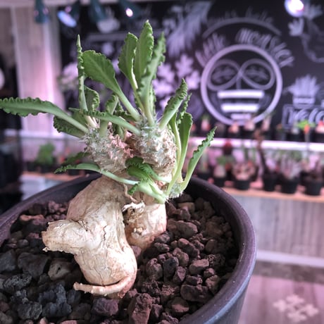 euphorbia tulearensis《 L L size》※驚愕‼︎最高峰のbig塊根を持つ希少性激高塊根ユーフォルビア‼︎全体balanceも良く激オススメ株※mad black pot植え