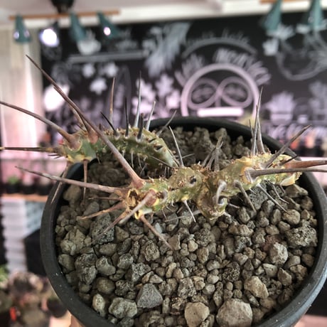sarcocaulon herrei《M size》※今や希少且つ今後輸入厳しい南アフリカ物‼︎gapある白花大輪を咲かす冬型人気者‼︎wild株※mad  black  bowl pot植え