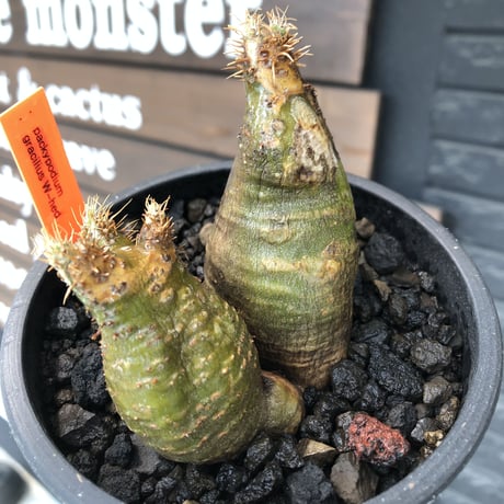 pachypodium gracilius《M size》※現地球株発根済※希少‼︎w-he'd＆極green肌で愛らしいぼってり樹形※black pot植え
