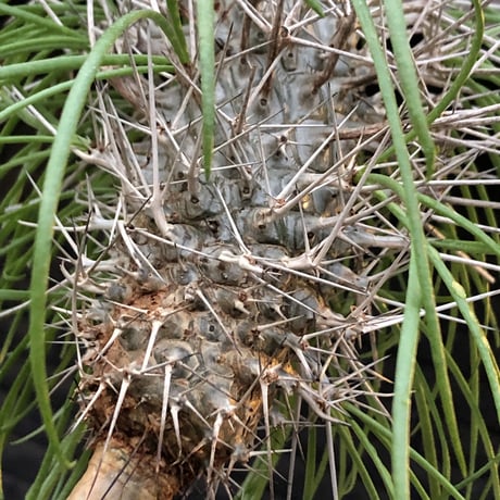 didierea  madagascariensis《大きめM size》※激希少株※シルバーの棘に覆われたイカした奴　※mad  black  pot植え