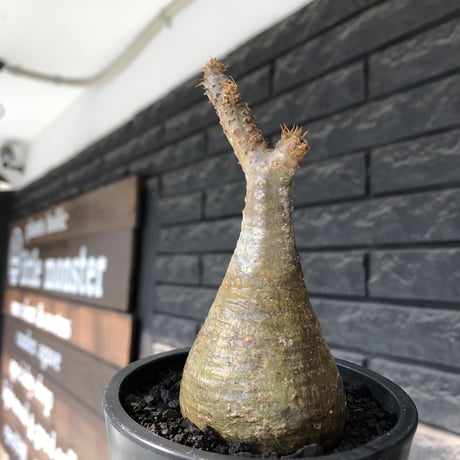 pachypodium gracilius《大きめS size》僅かにgreen肌&球体樹形※現地球発根後店主国内管理2年株※1頭枝のため少し縦に長めながら球体良樹形※mad black pot植え