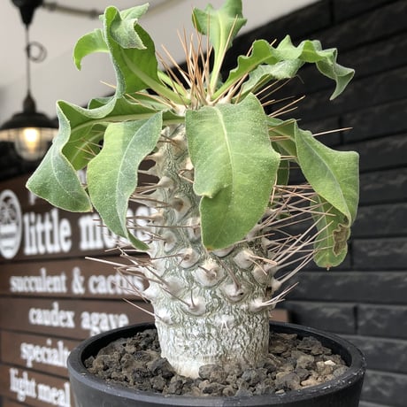 pachypodium namaquanum 光堂《大きめL size》littmon seed🌱※中々見かけないはずのサイズ感と美しい極白肌が堪らない一株※mad black pot植え