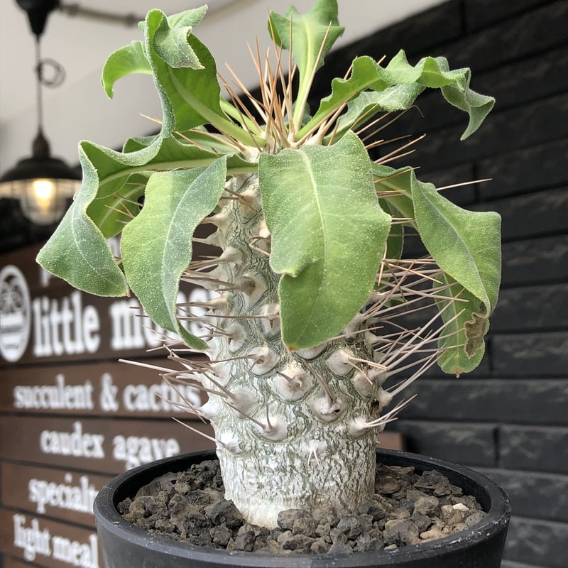 pachypodium namaquanum 光堂《大きめL size》littmon see pachypodium namaquanum 光堂《大きめL size》littmon see