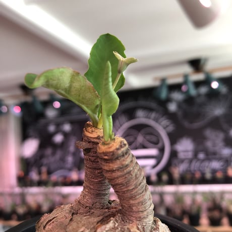 euphorbia subapoda《大きめM size》※大きくbalanceも良型‼︎ススをまとった様なmad感な肌質がカッコ可愛いオススメ株‼︎現在開花中‼︎※mad  black pot植え